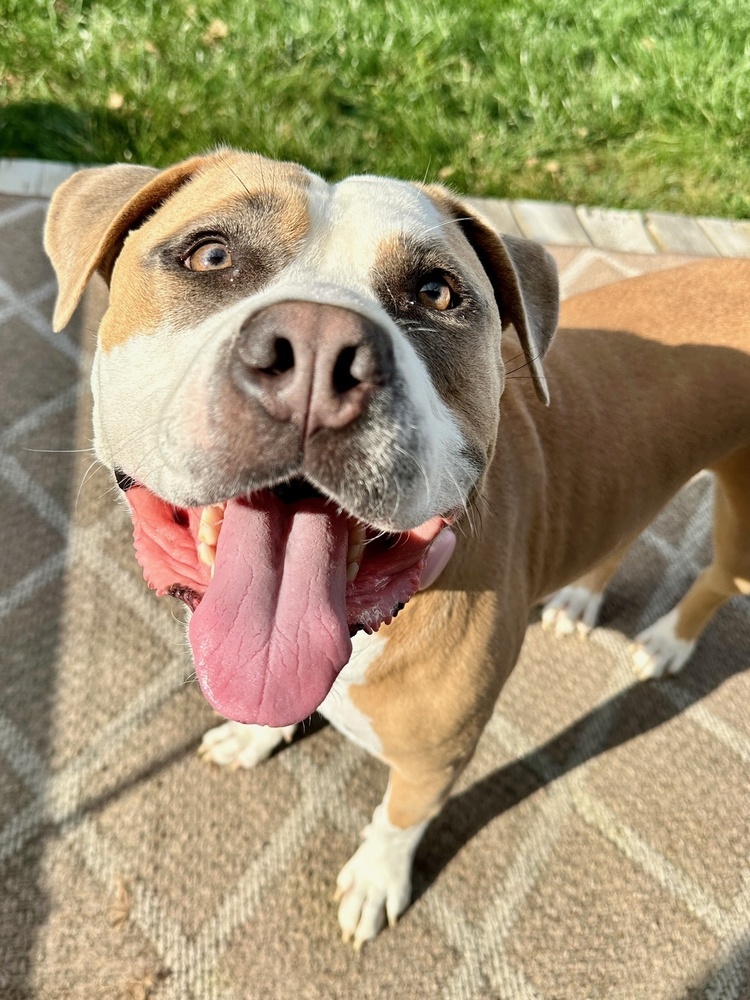 Phoebe, an adoptable Pit Bull Terrier in New Albany, OH, 43054 | Photo Image 1