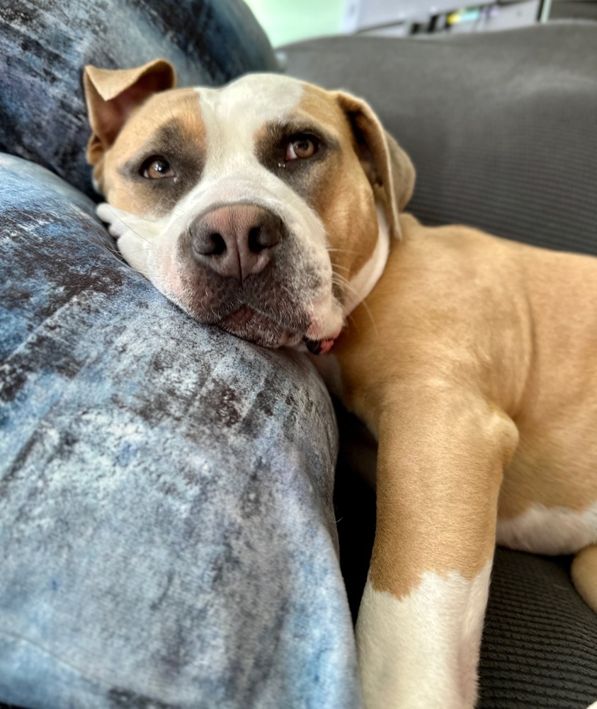 Phoebe, an adoptable Pit Bull Terrier in New Albany, OH, 43054 | Photo Image 2