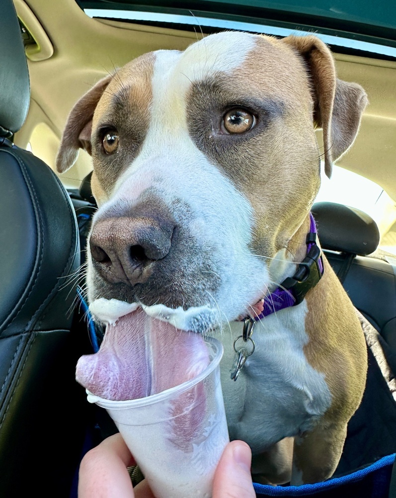 Phoebe, an adoptable Pit Bull Terrier in New Albany, OH, 43054 | Photo Image 3