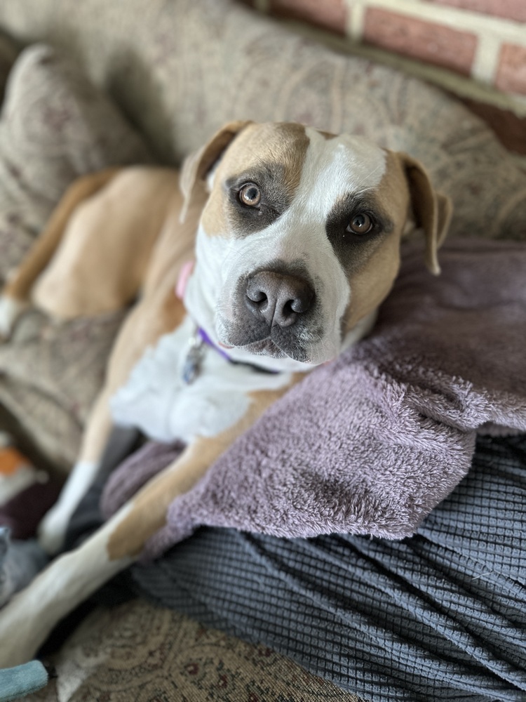 Phoebe, an adoptable Pit Bull Terrier in New Albany, OH, 43054 | Photo Image 4