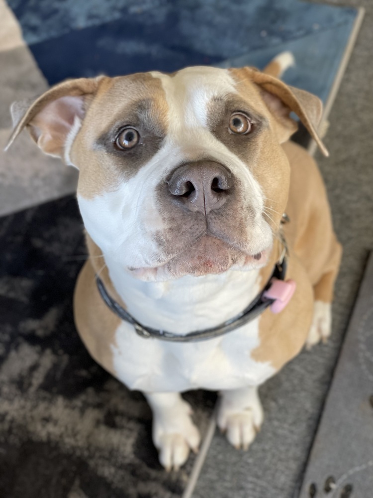 Phoebe, an adoptable Pit Bull Terrier in New Albany, OH, 43054 | Photo Image 5