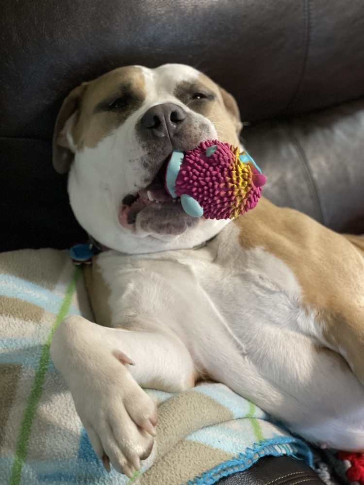 Phoebe, an adoptable Pit Bull Terrier in New Albany, OH, 43054 | Photo Image 6