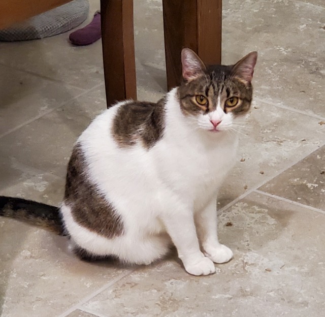 Carla, an adoptable Domestic Short Hair in Albuquerque, NM, 87112 | Photo Image 1