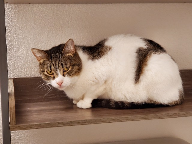 Carla, an adoptable Domestic Short Hair in Albuquerque, NM, 87112 | Photo Image 3