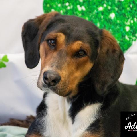 Tessa, an adoptable Hound in Middletown, NY, 10940 | Photo Image 1