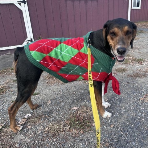 Tessa, an adoptable Hound in Middletown, NY, 10940 | Photo Image 1