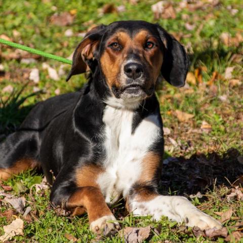 Tessa, an adoptable Hound in Middletown, NY, 10940 | Photo Image 2