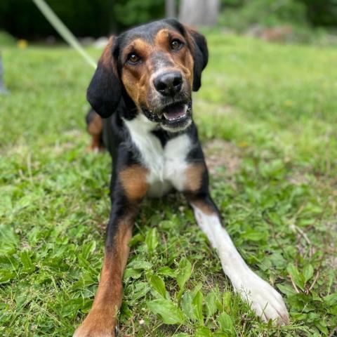 Tessa, an adoptable Hound in Middletown, NY, 10940 | Photo Image 3