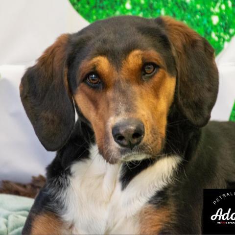 Tessa, an adoptable Hound in Middletown, NY, 10940 | Photo Image 3