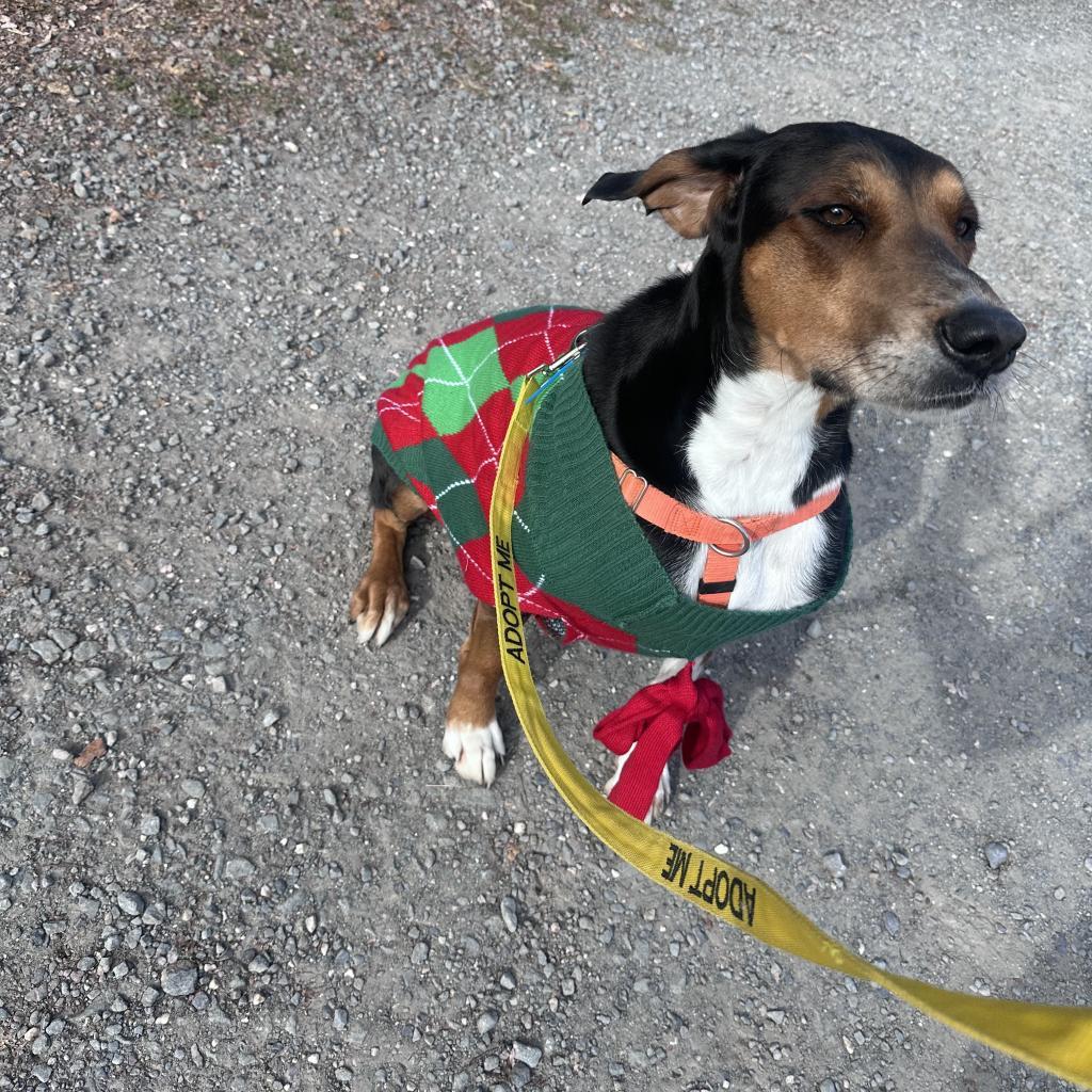 Tessa, an adoptable Hound in Middletown, NY, 10940 | Photo Image 3