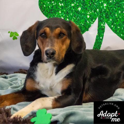 Tessa, an adoptable Hound in Middletown, NY, 10940 | Photo Image 4