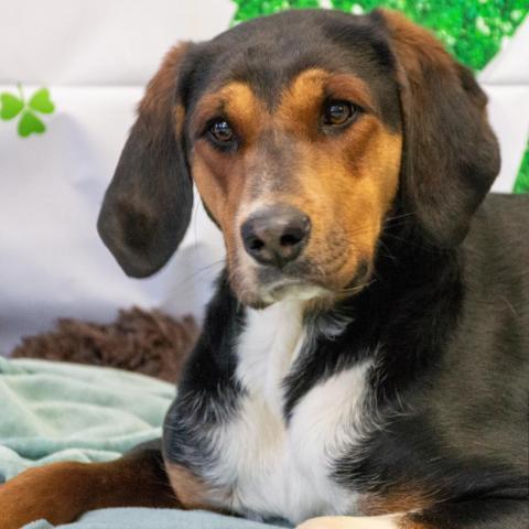 Tessa, an adoptable Hound in Middletown, NY, 10940 | Photo Image 4