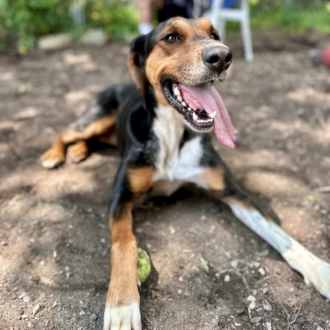 Tessa, an adoptable Hound in Middletown, NY, 10940 | Photo Image 4