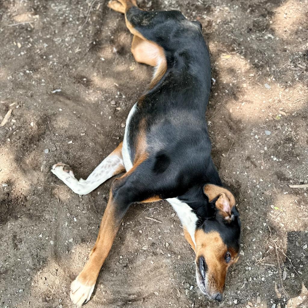 Tessa, an adoptable Hound in Middletown, NY, 10940 | Photo Image 4