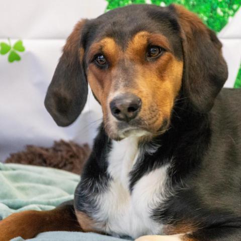 Tessa, an adoptable Hound in Middletown, NY, 10940 | Photo Image 5