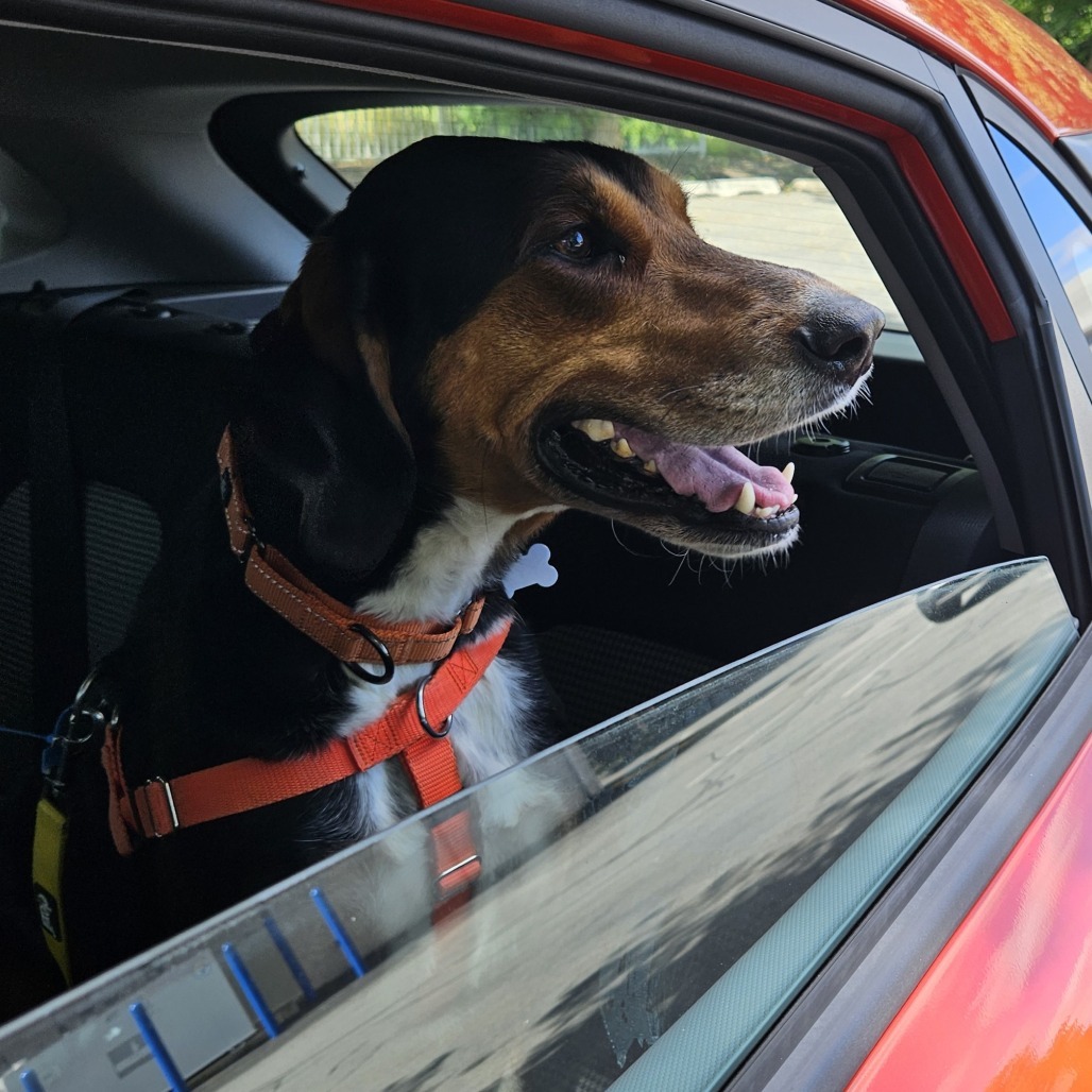 Tessa, an adoptable Hound in Middletown, NY, 10940 | Photo Image 6