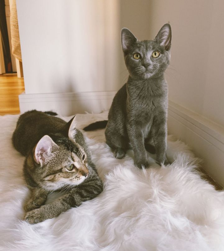 Jalapeno and Lima (must be adopted together) 1