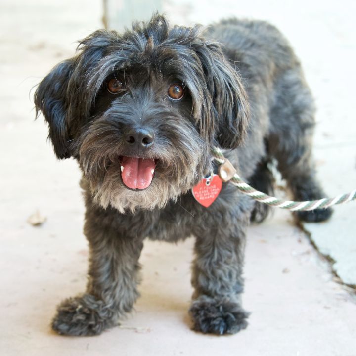 Dog for adoption - Rogue, a Poodle & Havanese Mix in Van Nuys, CA ...