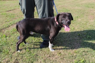 Arthur, an adoptable Labrador Retriever, Pit Bull Terrier in Olive Branch, MS, 38654 | Photo Image 1