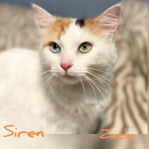 Siren A-3871