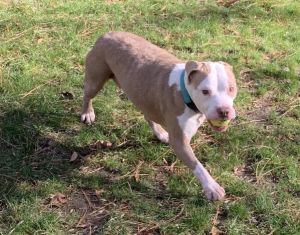 Dogs For Adoption Near Danville Va Petfinder