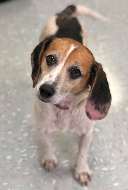 Gina, an adoptable Beagle in New Philadelphia, OH, 44663 | Photo Image 1