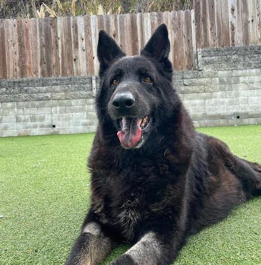 Ursula, an adoptable Shepherd, Chow Chow in Sonoma, CA, 95476 | Photo Image 1