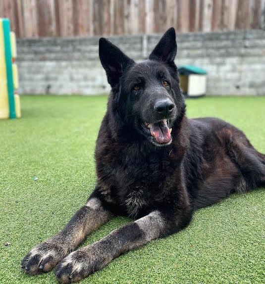 Ursula, an adoptable Shepherd, Chow Chow in Sonoma, CA, 95476 | Photo Image 2