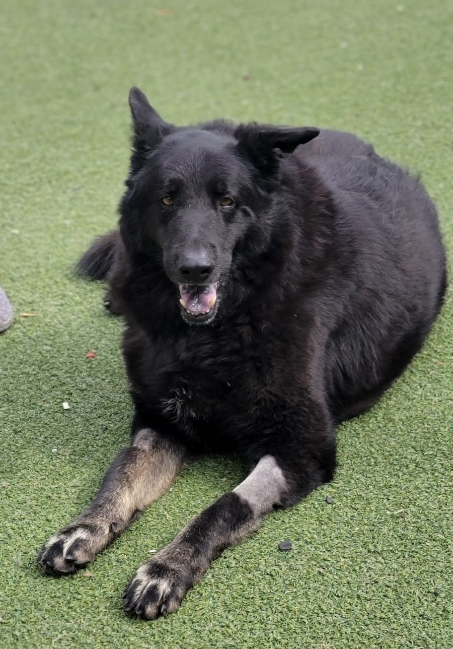 Ursula, an adoptable Shepherd, Chow Chow in Sonoma, CA, 95476 | Photo Image 3