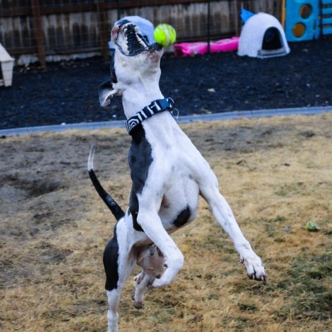 Tie, an adoptable American Staffordshire Terrier, Boxer in Benton City, WA, 99320 | Photo Image 2