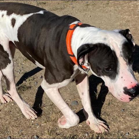 Tie, an adoptable American Staffordshire Terrier, Boxer in Benton City, WA, 99320 | Photo Image 3