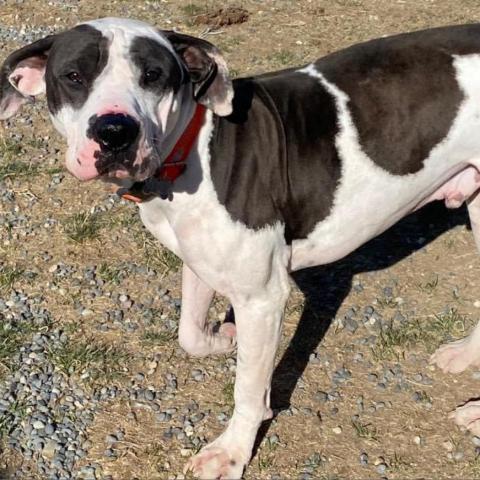 Tie, an adoptable American Staffordshire Terrier, Boxer in Benton City, WA, 99320 | Photo Image 6