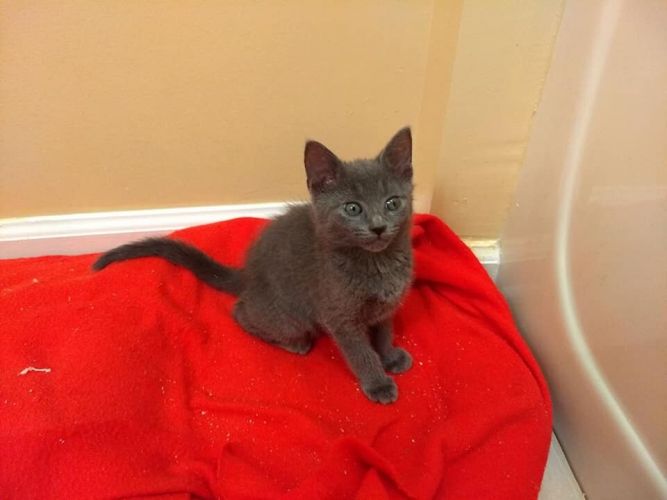 Exotic smokes cigarette company consumer behavior outline 05 picture