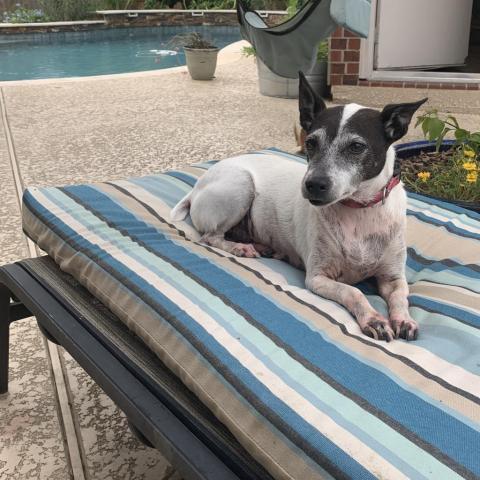 Sparky, an adoptable Jack Russell Terrier in League City, TX, 77573 | Photo Image 6