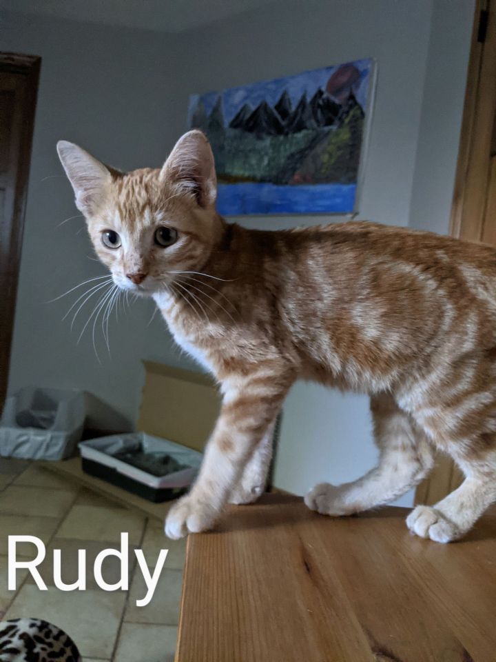Rudy 1