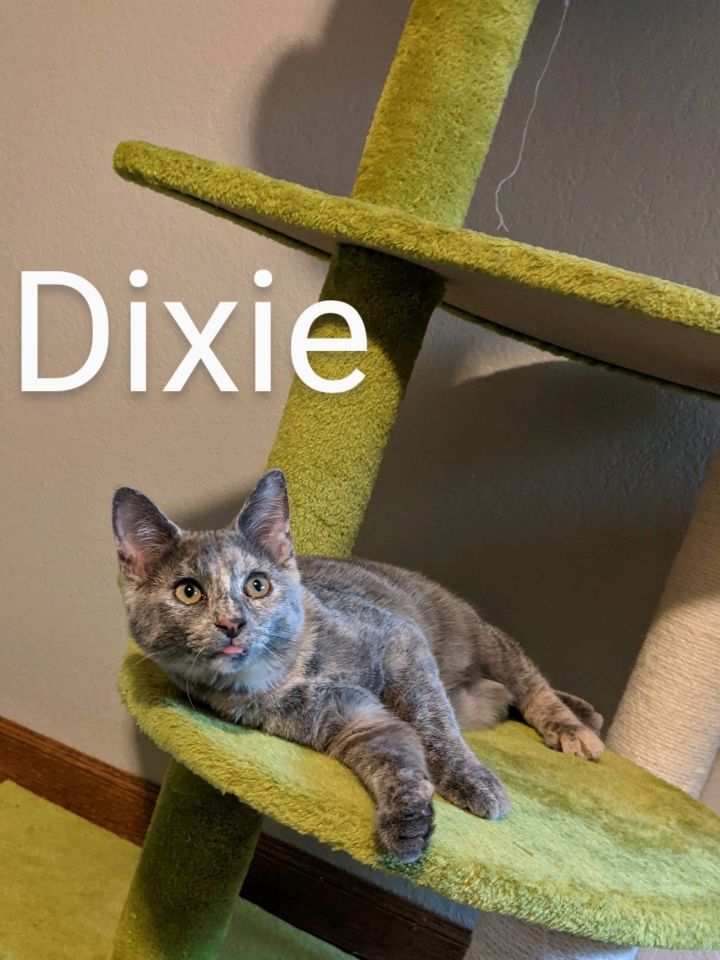 Dixie 1