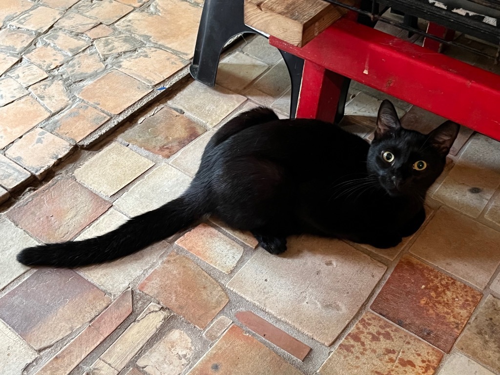 Swimmer (aka Phelps) (Special Needs), an adoptable Domestic Short Hair in Pittsboro, NC, 27312 | Photo Image 1