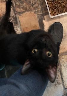 Swimmer (aka Phelps) (Special Needs), an adoptable Domestic Short Hair in Pittsboro, NC, 27312 | Photo Image 2