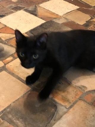 Swimmer (aka Phelps) (Special Needs), an adoptable Domestic Short Hair in Pittsboro, NC, 27312 | Photo Image 3