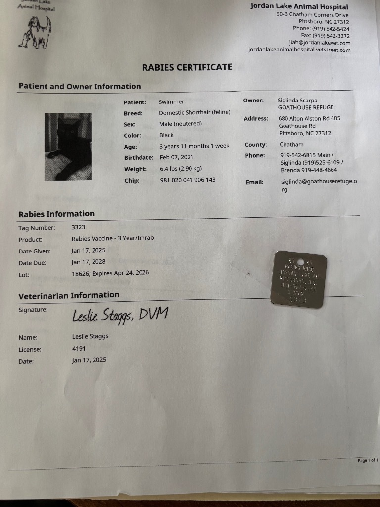 Swimmer (aka Phelps) (Special Needs), an adoptable Domestic Short Hair in Pittsboro, NC, 27312 | Photo Image 4