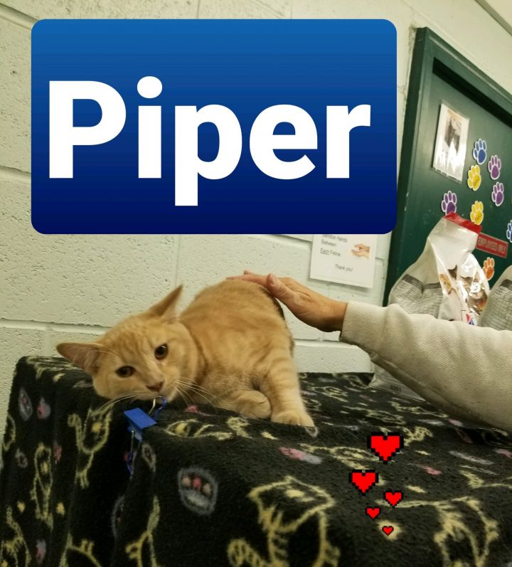 Piper, an adopted Domestic Short Hair in Kittanning, PA_image-2