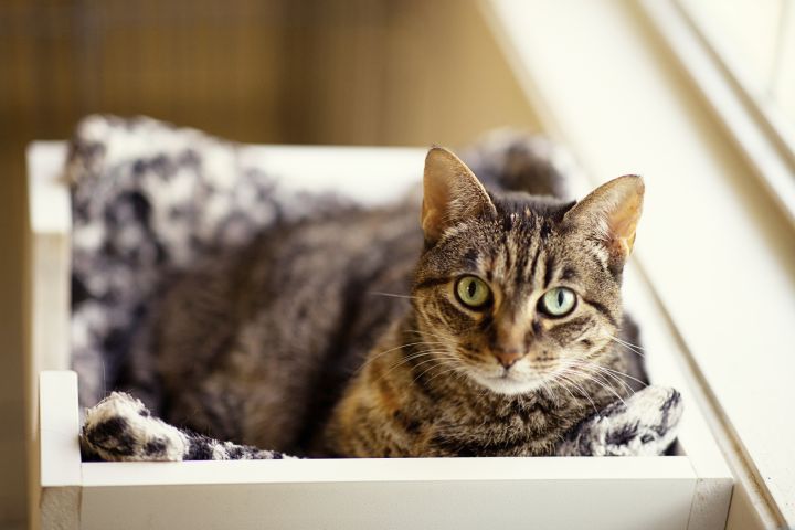 Bethany, an adopted Domestic Short Hair in Carencro, LA_image-2