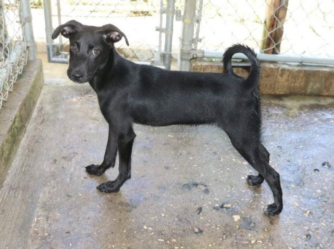 Black lab sale and chihuahua mix