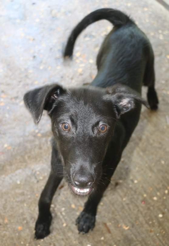 Terrier best sale lab puppies