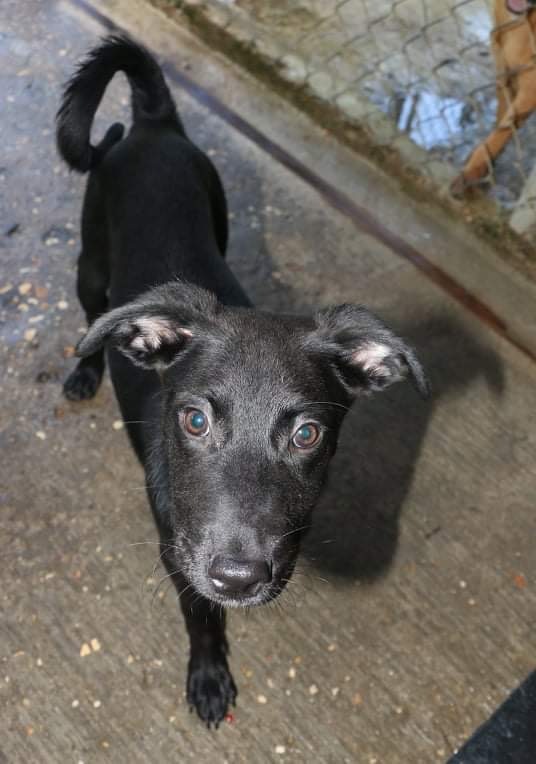 Manchester terrier lab hot sale mix