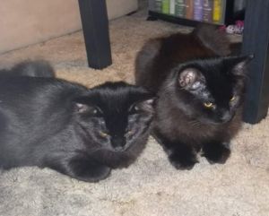 Obsidian (Obi) and Onyx