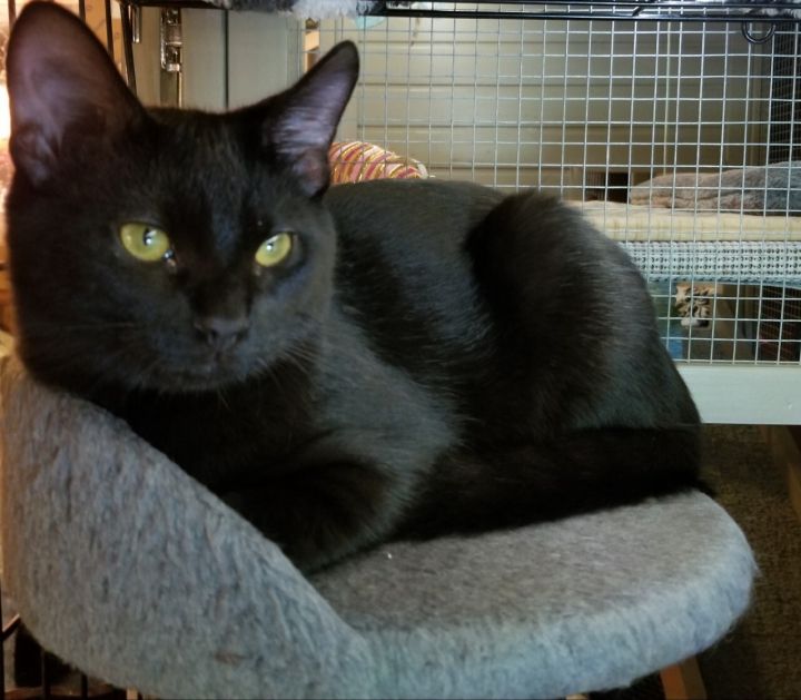 Jet, an adopted Domestic Short Hair in Anoka, MN_image-3