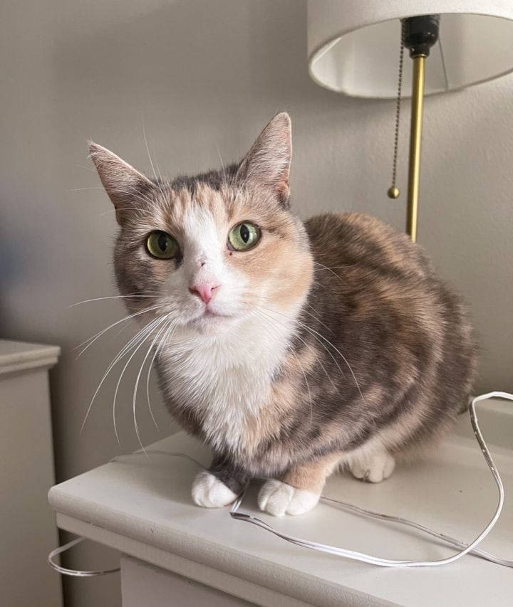 light calico cat