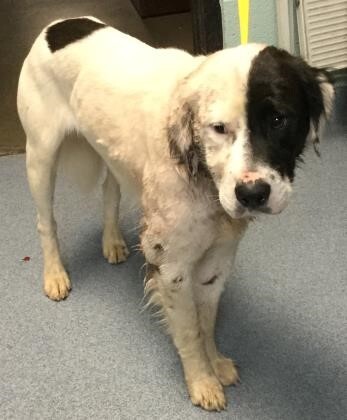Eratosthenes, an adopted English Setter Mix in Lenoir, NC_image-1