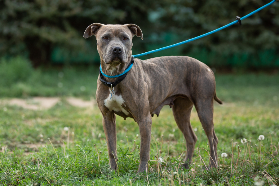 Charlize, an adoptable Pit Bull Terrier in Wellington, CO, 80549 | Photo Image 1